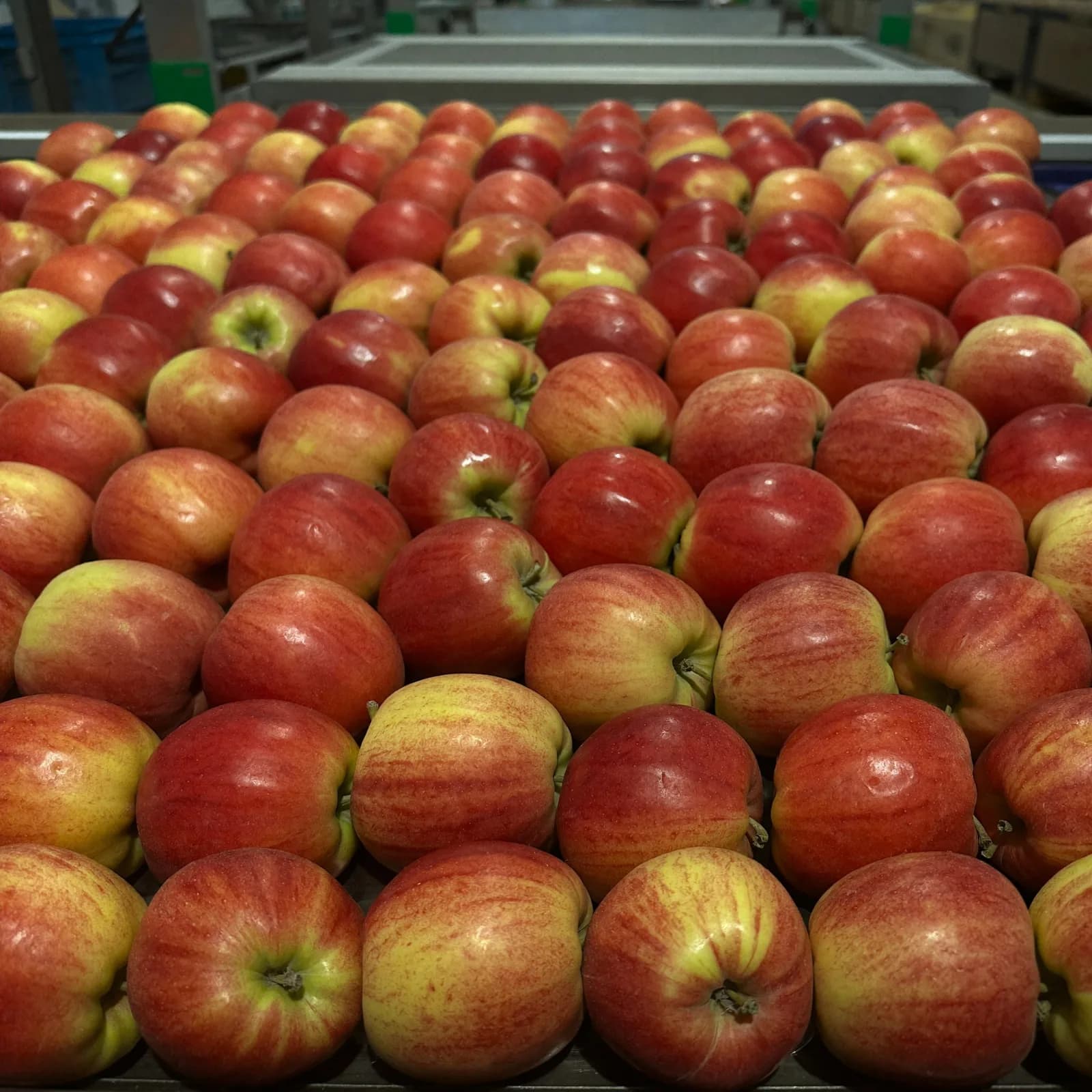 Freshly sorted Turkish apples on a packing-house grading line.