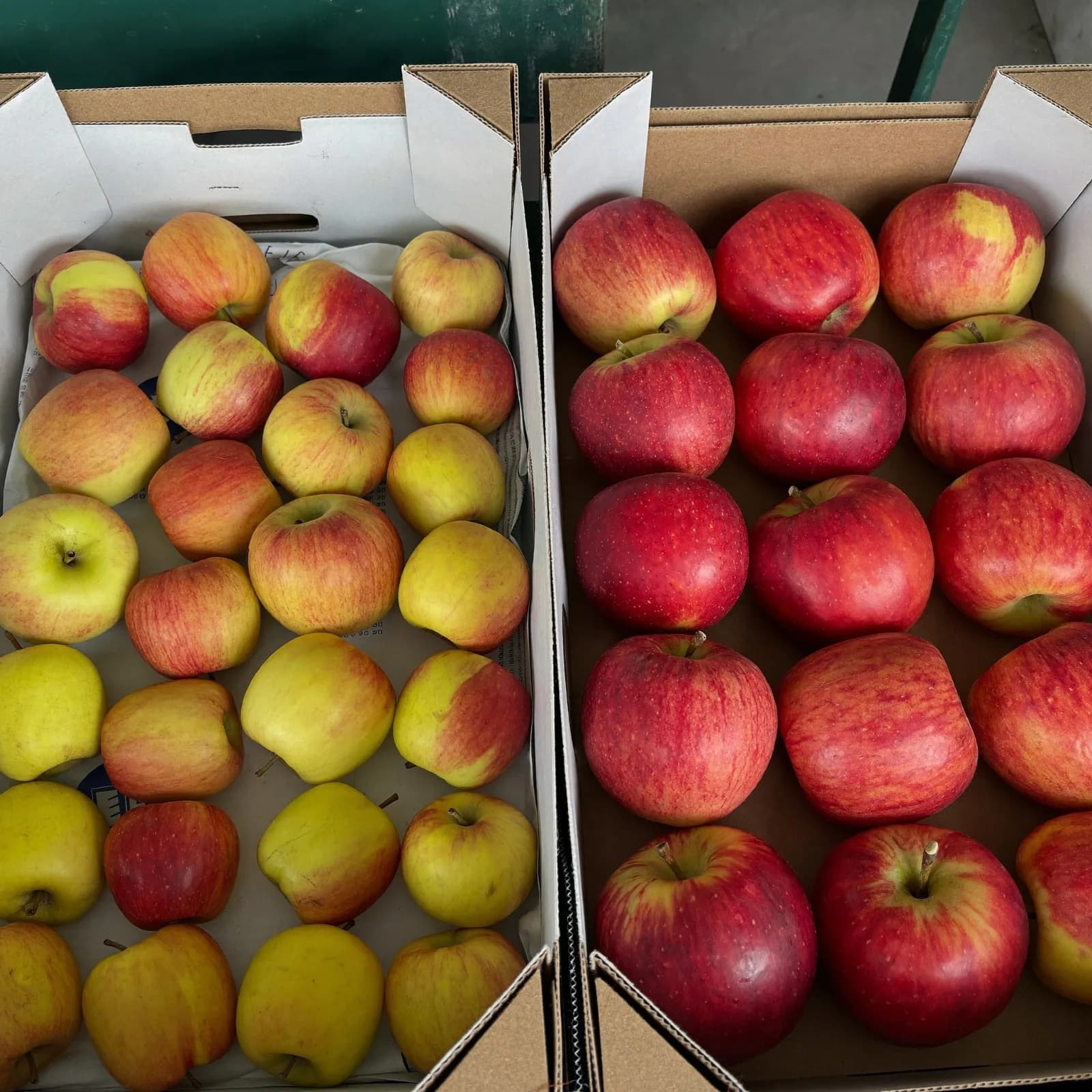 Two export cartons of Turkish apples showing a yellow and a red grade side by side.